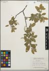 Foto von Salix glauca L.